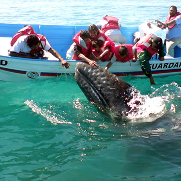 Avistamiento de ballenas – BAJA CALIFORNIA SUR, AVENTURA Y ECOTURISMO